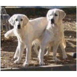 Molly e Cindy